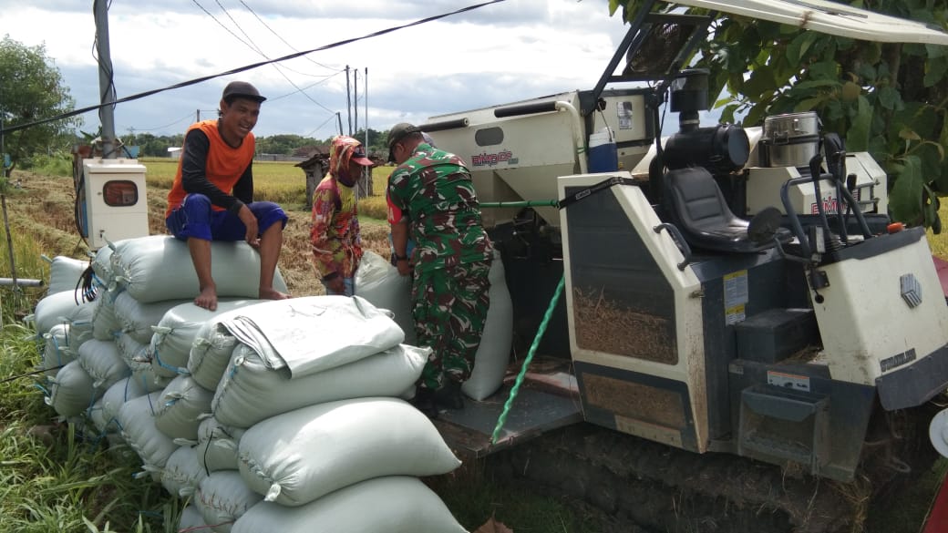 Percepat Proses Panen, Babinsa Kodim Ponorogo Bantu Petani Angkut Padi
