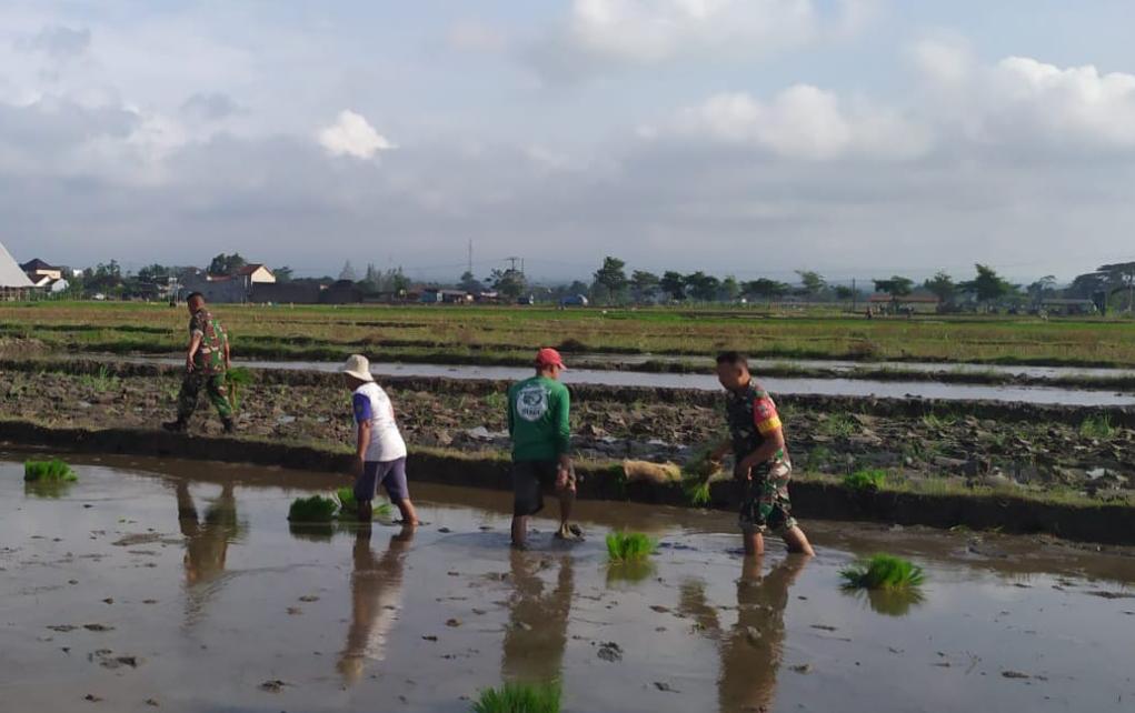 Bantu Petani Tanam Padi Aksi Nyata Babinsa Kodim Ponorogo Perkuat Ketahanan Pangan Desa